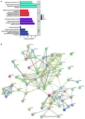 Eucommia ulmoides Oliver-Tribulus terrestris L. Drug Pair Regulates Ferroptosis by Mediating the Neurovascular-Related Ligand-Receptor Interaction Pathway- A Potential Drug Pair for Treatment Hypertension and Prevention Ischemic Stroke